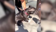 California Pitbull Mama Finds Comfort And Care In Foster Home After Giving Birth