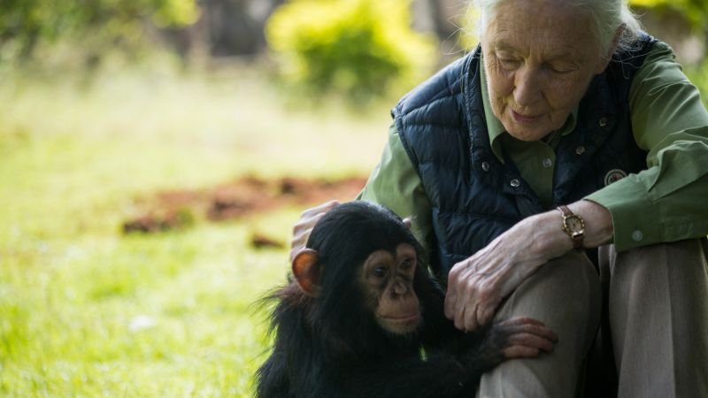 La célebre conservacionista Jane Goodall muere a los 91 años