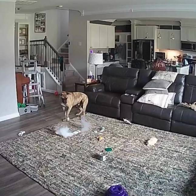 Fire chief’s home set ablaze after dog chews through lithium battery