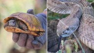 Reubican a 267 animales y 950 plantas por trabajos en la Bavispe