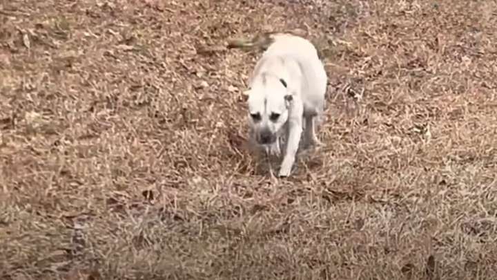 Pregnant Dog In Mississippi Parking Lot Is Ignored For Months Until One Woman Acts