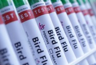 Iran reports bird flu outbreak in poultry, WOAH says