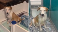 Pregnant Dog In Oklahoma Rescued Moments Before She Was Set To Be Euthanized