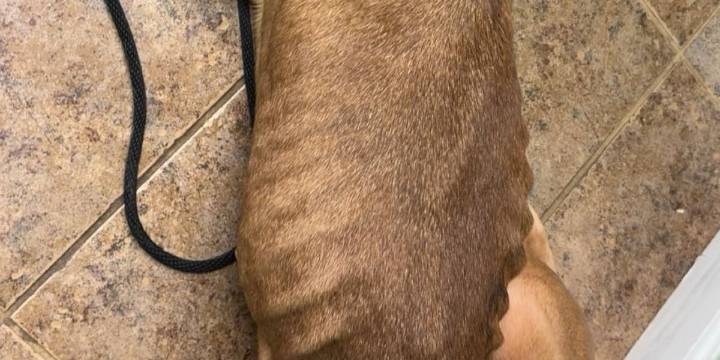 Woodbridge Animal Control asks for help saving dog in critical condition
