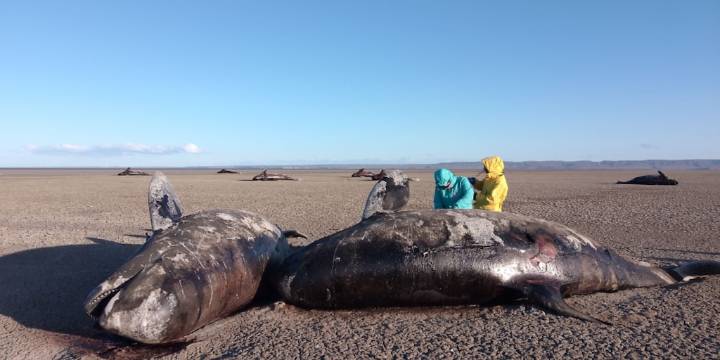 Encontraron más de 20 orcas muertas en Tierra del Fuego: investigan las causas tras descartar lesiones