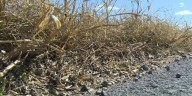 St. Lawrence Co. saw driest summer on record