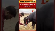 Buffalo ‘Yuvraj’ Steals The Show At Pushkar Fair