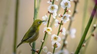 El cambio climático modifica la calidad del néctar, lo que afecta a la apicultura y a la biodiversidad