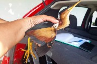 Avetoro menor rescatado en Campeche: una especie bajo protección