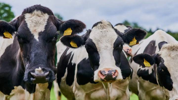 Últimos días de convocatoria en Zipaquirá: pequeños ganaderos podrán recibir una vaca productiva para mejorar su hato