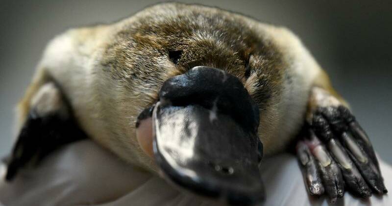 Game on in the fight to ban platypus 'death traps'