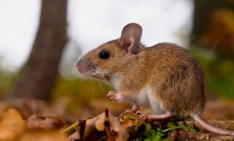 Salta refuerza medidas preventivas ante casos de hantavirosis