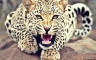 Minor Killed in Leopard Attack in South Kashmir’s Bijbehara