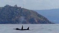 Las orcas dañan dos veleros a la altura de cabo Vilán, remolcados a la vez
