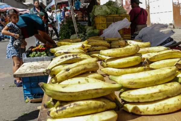 Fumplaven: en Venezuela se consume 180 mil toneladas de plátano al...