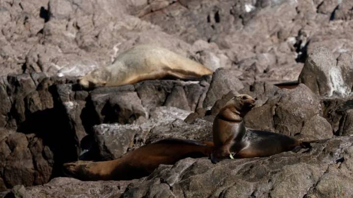 Rescatan a 13 Lobos Marinos en Isla San Jorge en Puerto Peñasco