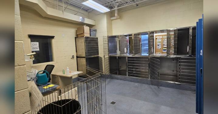 Yellowstone Valley Animal Shelter not returning to Billings location after drug