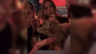 Exhiben a cachorro de león en fiesta privada en Ciudad de México