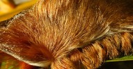 Don't pet this "furry" Florida creature — its sting can send you to the ER, wildlife experts say