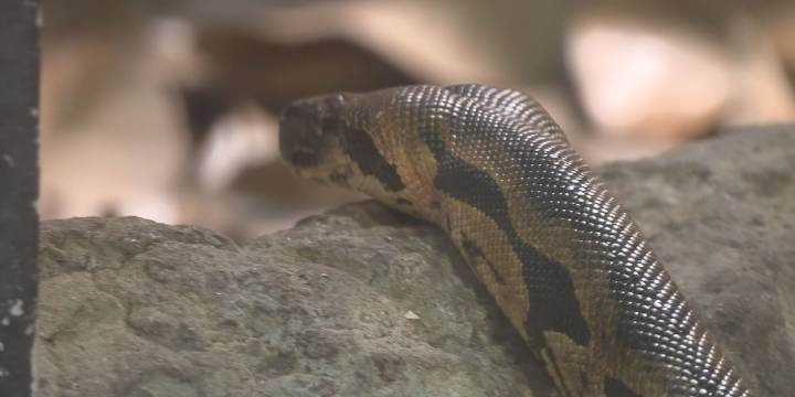 Creature myths: Zoo Knoxville debunks snake tales