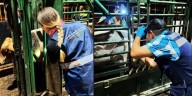 Jalisco continua libre de Gusano Barrenador del Ganado (GBG)