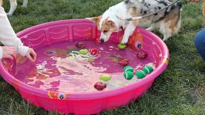 Dogs bob for apples and new homes at Fetchers' fall