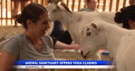 Sammamish animal sanctuary offers playful goat yoga classes