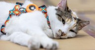 Purrfect ending: Missing Virginia store cat found after hitching a ride to another state