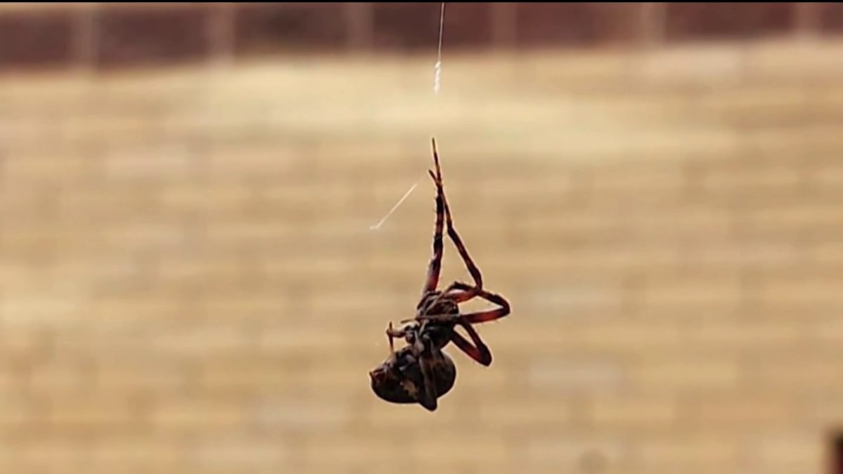 Black widow spiders found at Westfield High School in Chantilly