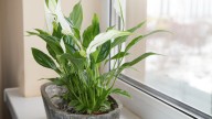 Telltale Signs You're Underwatering Your Peace Lily Plant