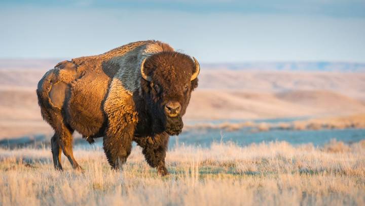 60 Million Of North America’s Largest Mammals Once Roamed The Continent – Then Humans Nearly Drove Them To Extinction