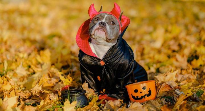 Disfraces de Halloween para mascotas: ideas creativas y seguras para sorprender este 2025