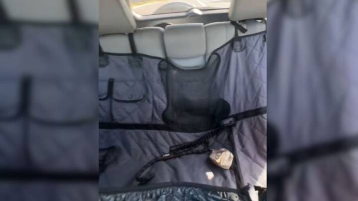 Texas Woman's Heart Races When Her Dog Disappears From Backseat During A Red Light Stop