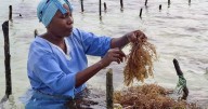 Zanzibar is seeing a seaweed boom. Can the women collecting it cash in?