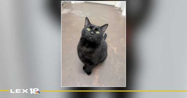 Pet of the Day on Oct. 16: Midnight