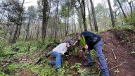Obligarán a municipios del Edomex a crear catálogos de árboles nativos para reforestación