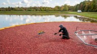 Michigan Marvels: Cranberry harvest, from South Haven to…