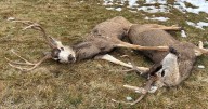 Visit a DWR check station to get deer tested for chronic wasting disease