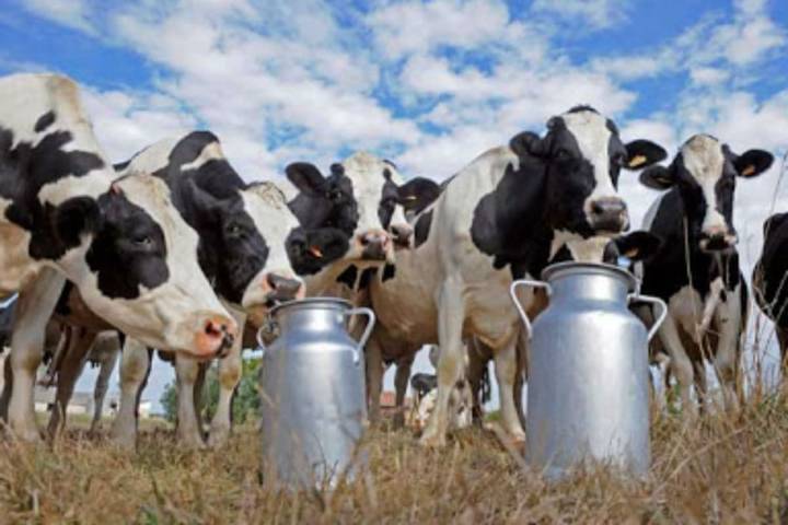 La producción y las exportaciones lácteas crecen, pero advierten que se requiere superar un desafío