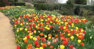 TIMOTHY DALY: Plant spring flowering bulbs now
