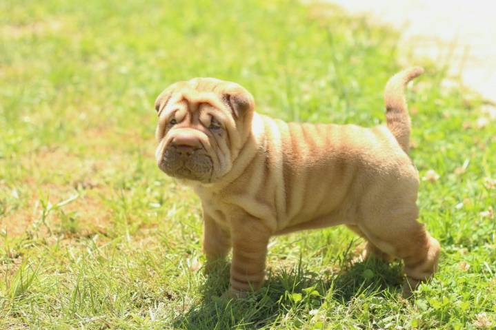 Los peligros de la obesidad y el sobrepeso en mascotas