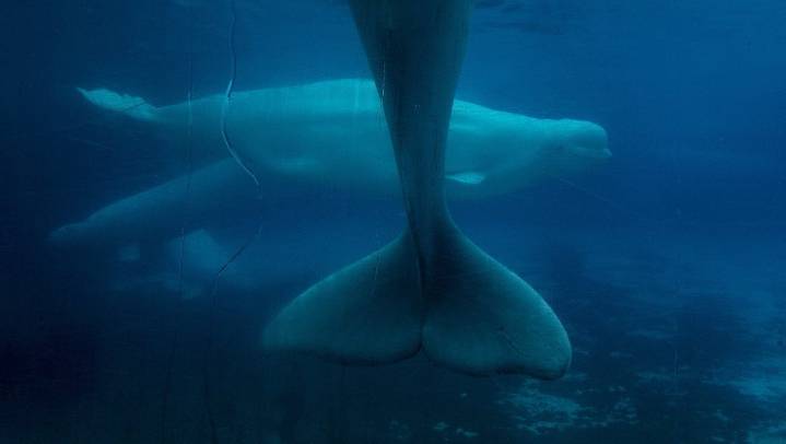 Ottawa denies Marineland request to export its remaining beluga whales to China