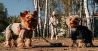 Scots renters will have right to keep pets for first time animal welfare groups praise move