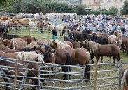 San Lucas de nuevo abarrotado en Honzayo