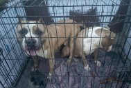 Activistas exigen sanciones más severas para casos de maltrato animal