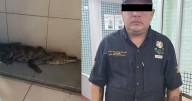 De un caimán a un mono capuchino: Sujetos exhibían animales exóticos en el Zócalo de la CDMX