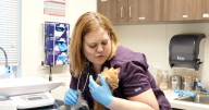 The Humane Society of Southern Arizona's second chance fund is asking for donations