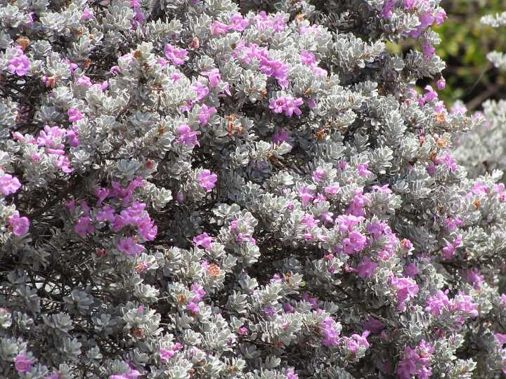 Sage advice for your shrubs