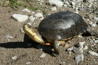 Parks Canada seeks public input for Thousand Islands National Park