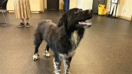 Kentucky Humane Society partakes in 'Empty the Shelters'